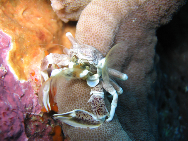 anemone crab