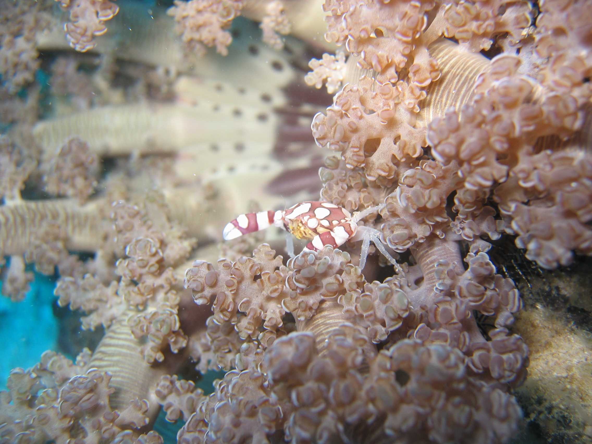 anemone crab