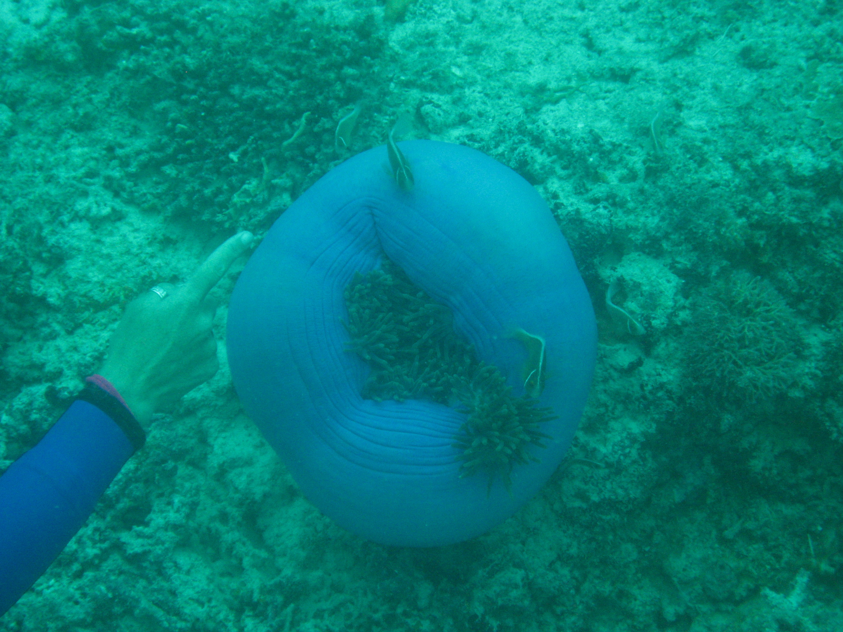 Anemone  eating something yummy - Great Barrer Reef