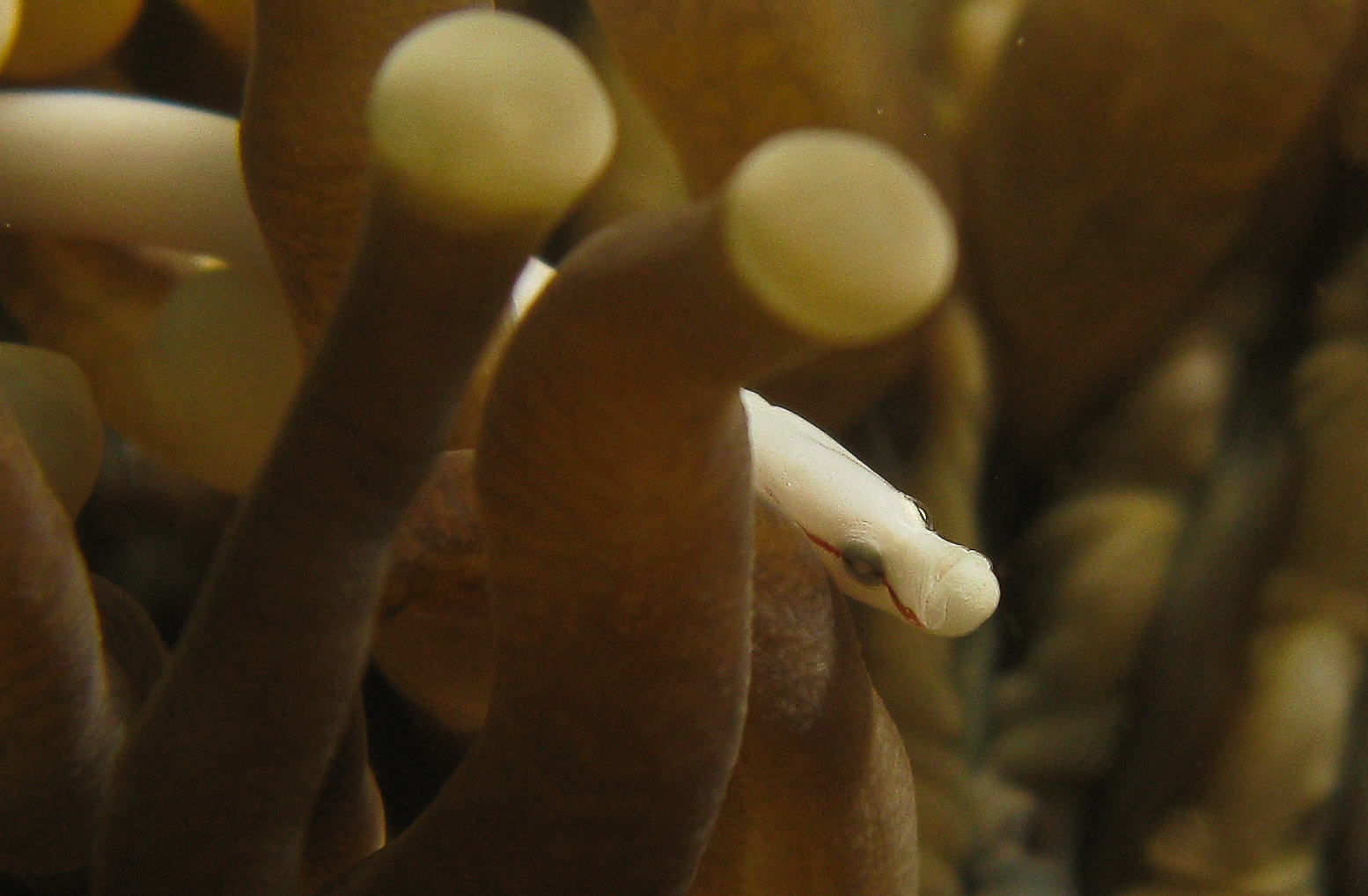 anemone eel