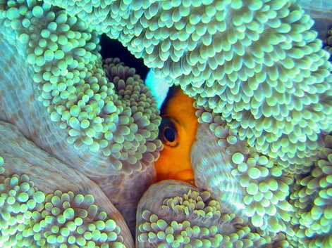 Anemone Fish - Heres looking at you