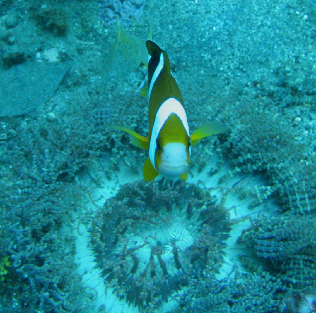Anemone Fish Ready to Attack