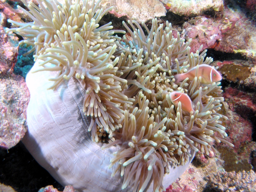 Anemone Fish - Scuba Diving in Sabah, Borneo