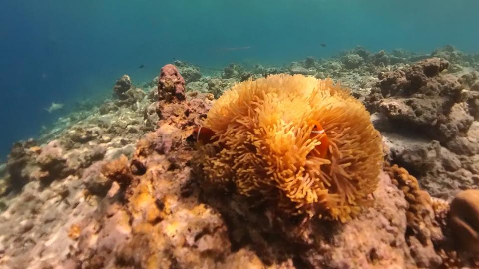 Anemone fish - shark in distance.jpg