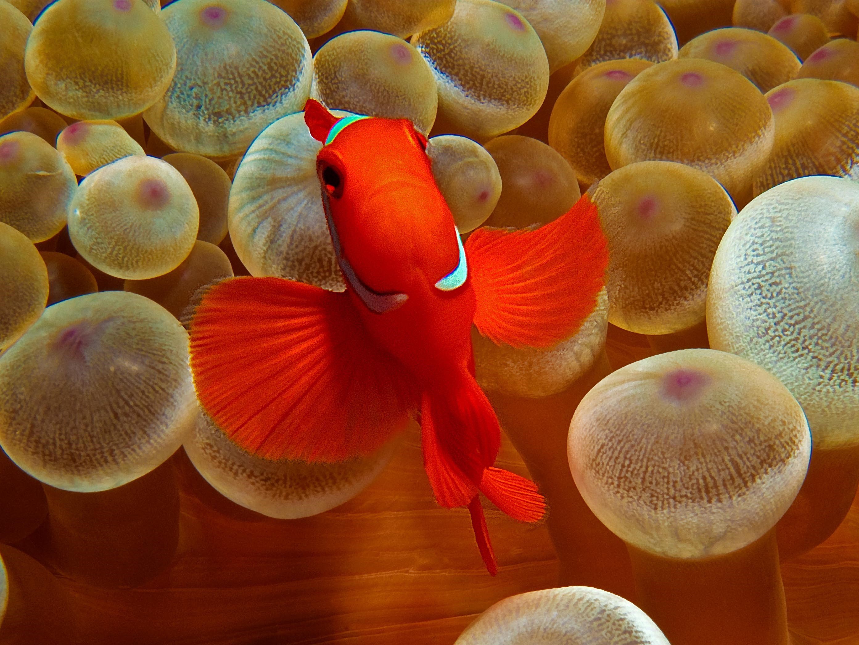 Anemone Fish