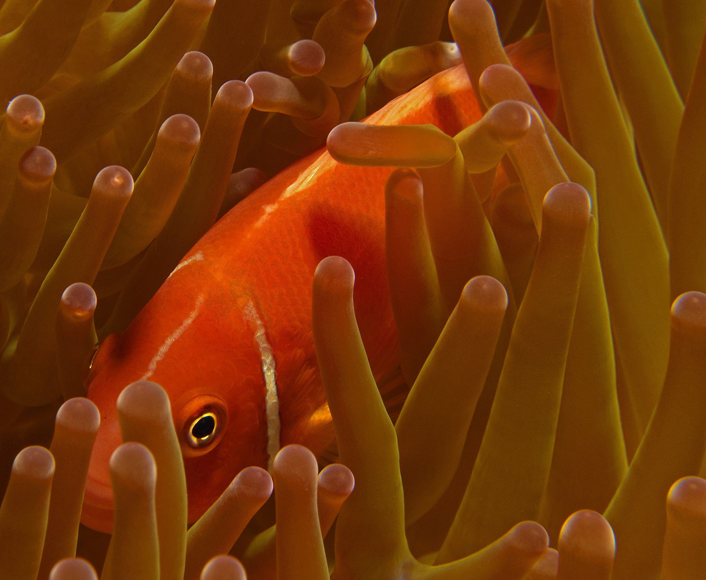 Anemone Fish