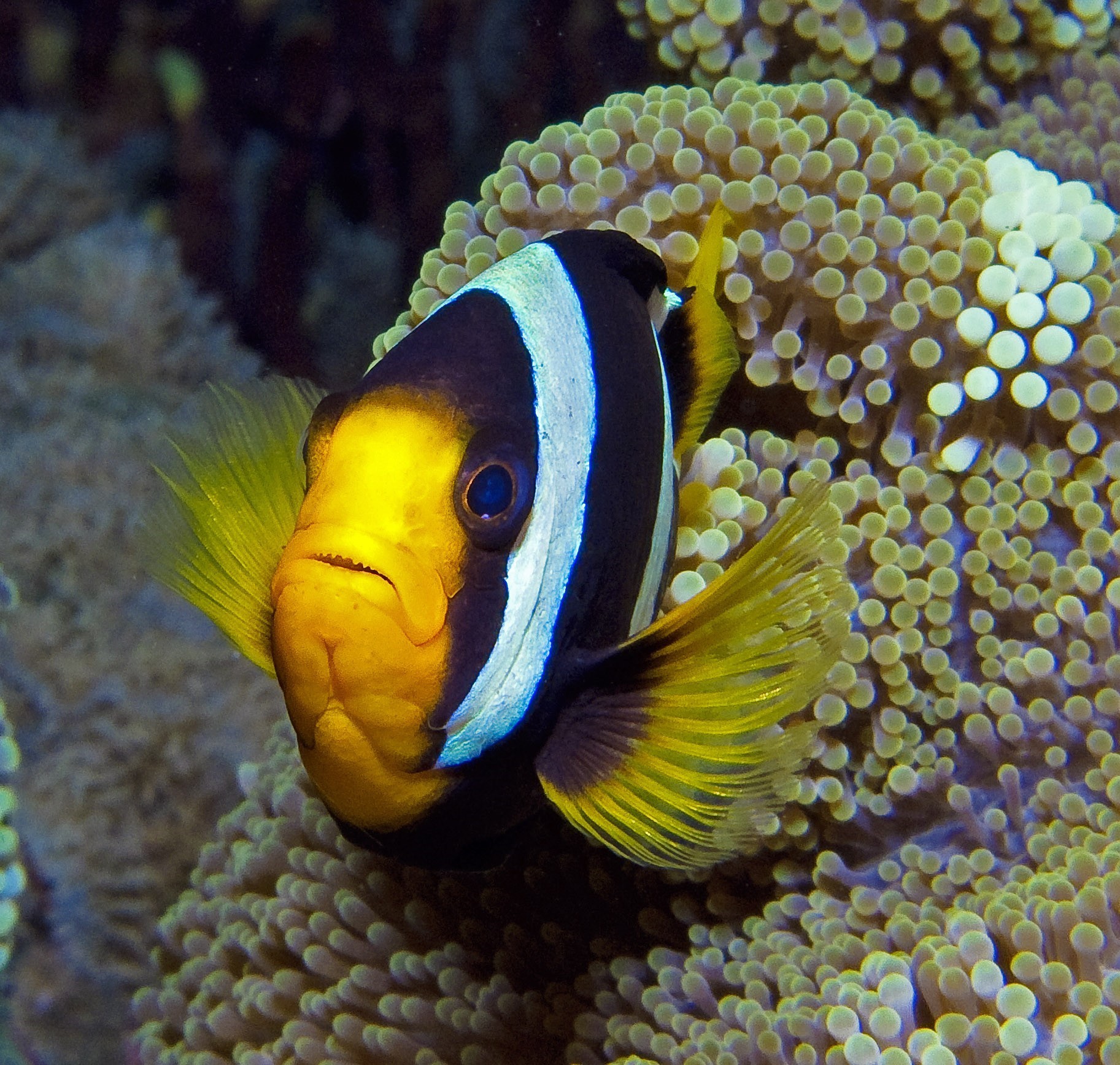 Anemone Fish