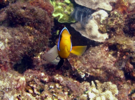 Anemone fish