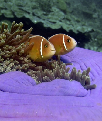 anemone fish