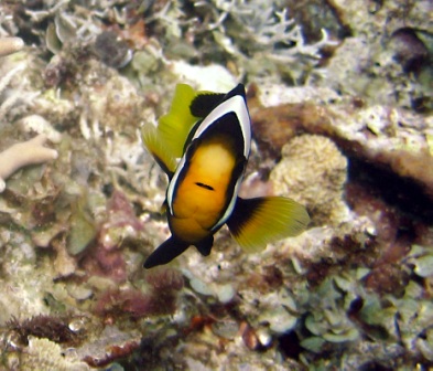 anemone fish