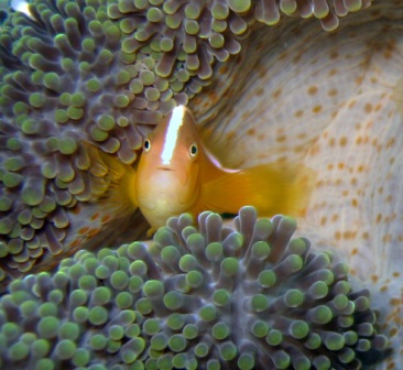 anemone fish