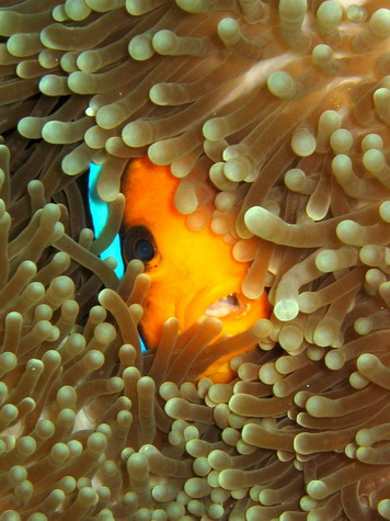 Anemone Fish