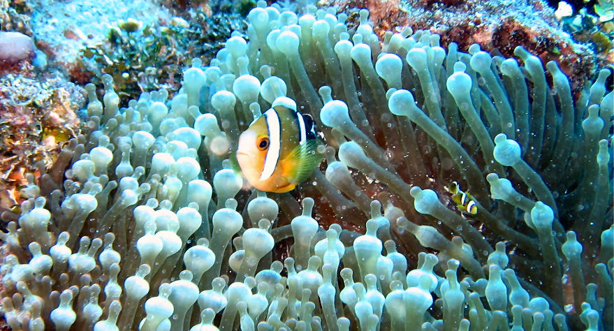 Anemone Fish