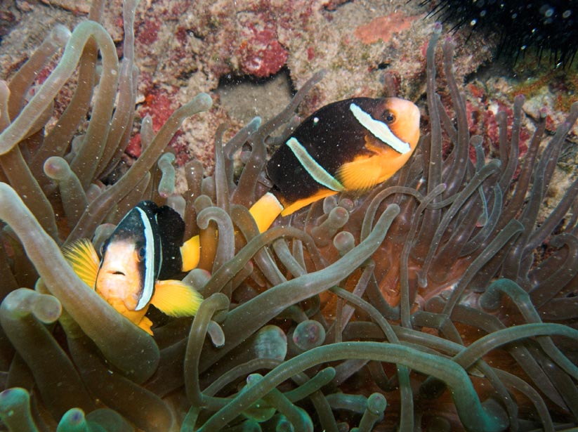 anemone fish