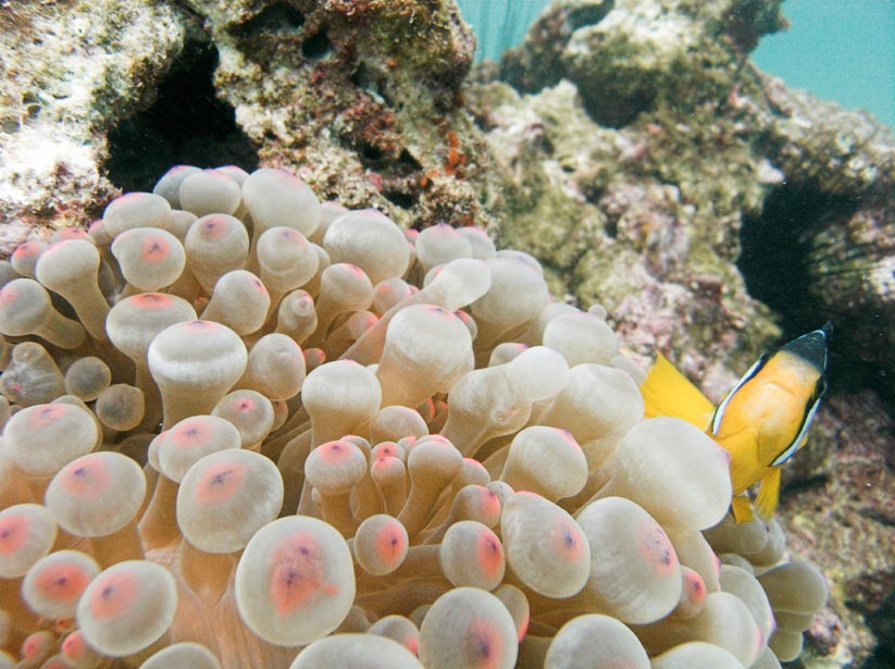 anemone fish