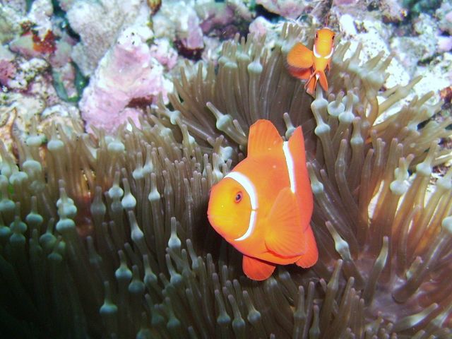 Anemone Fish