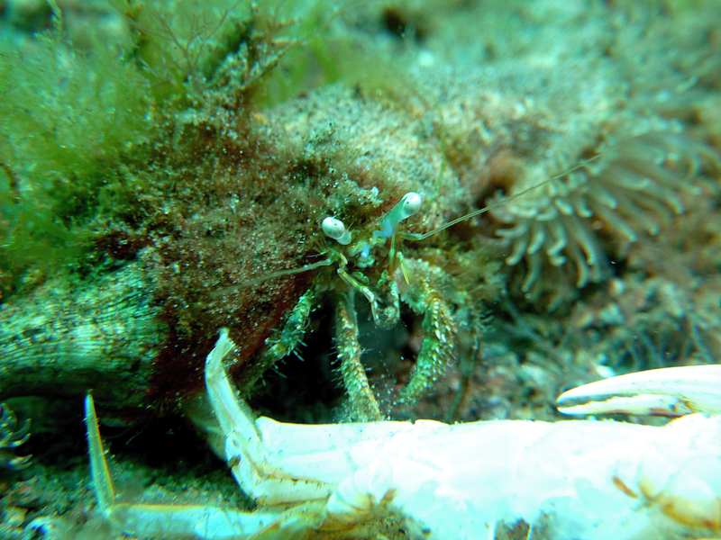 Anemone hermit crab (?)