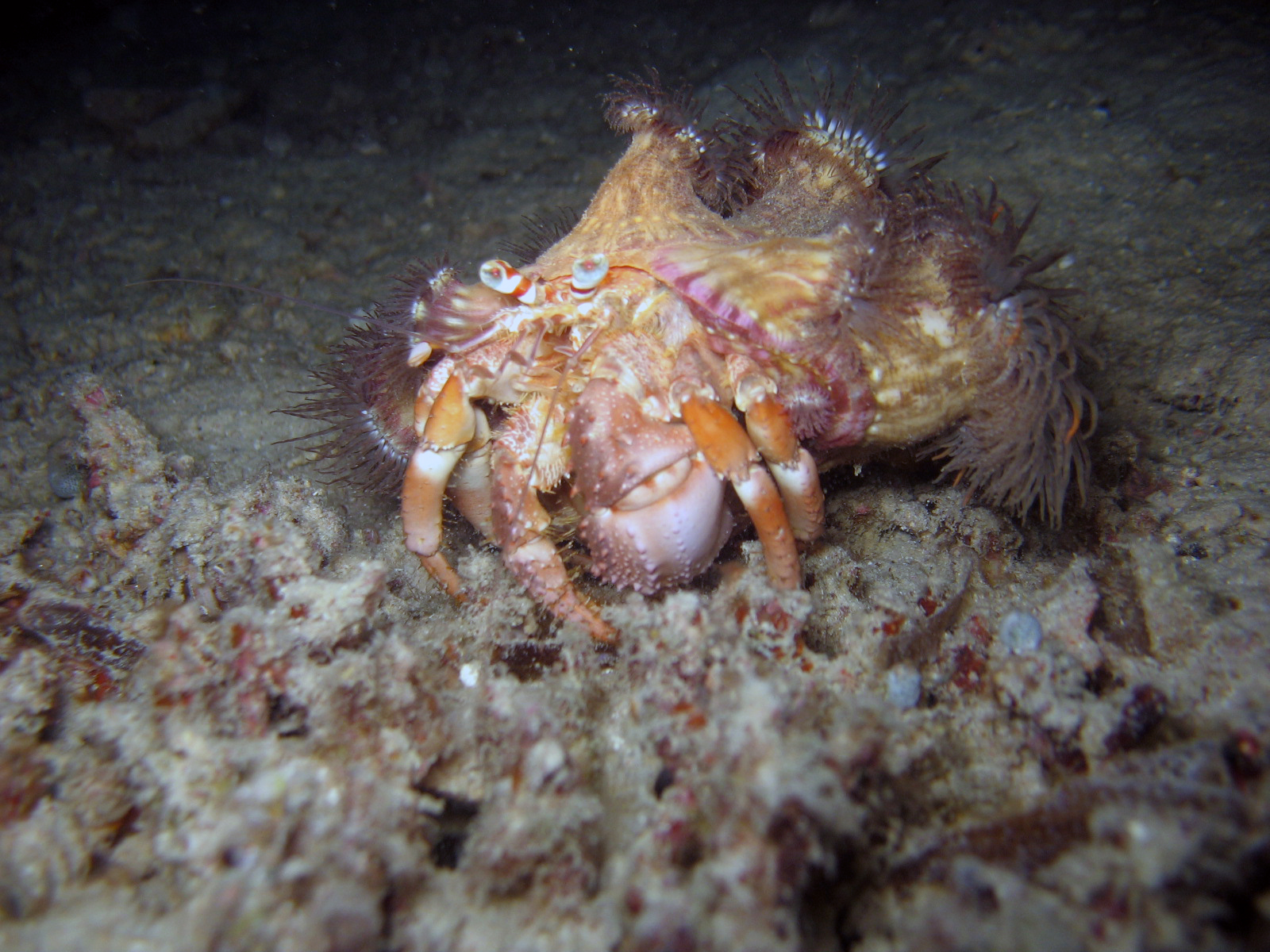 Anemone Hermit Crab