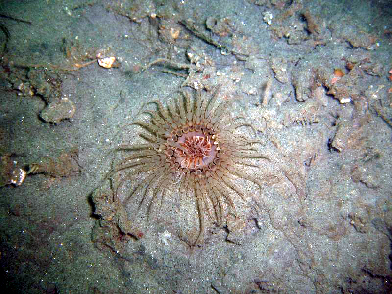 Anemone in the LJ Canyon