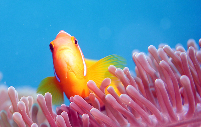 anemone maldives