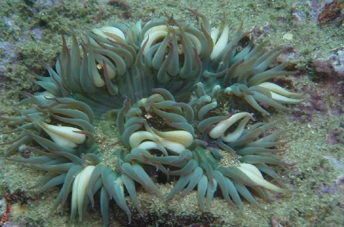 Anemone @ Marineland