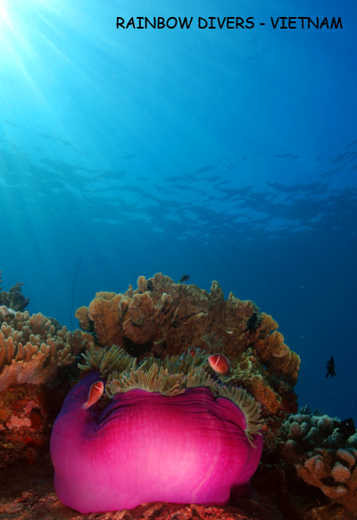 Anemone Nha Trang Vietnam