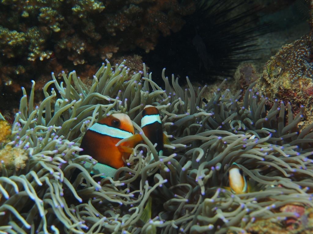 Anemone & Ocellaris