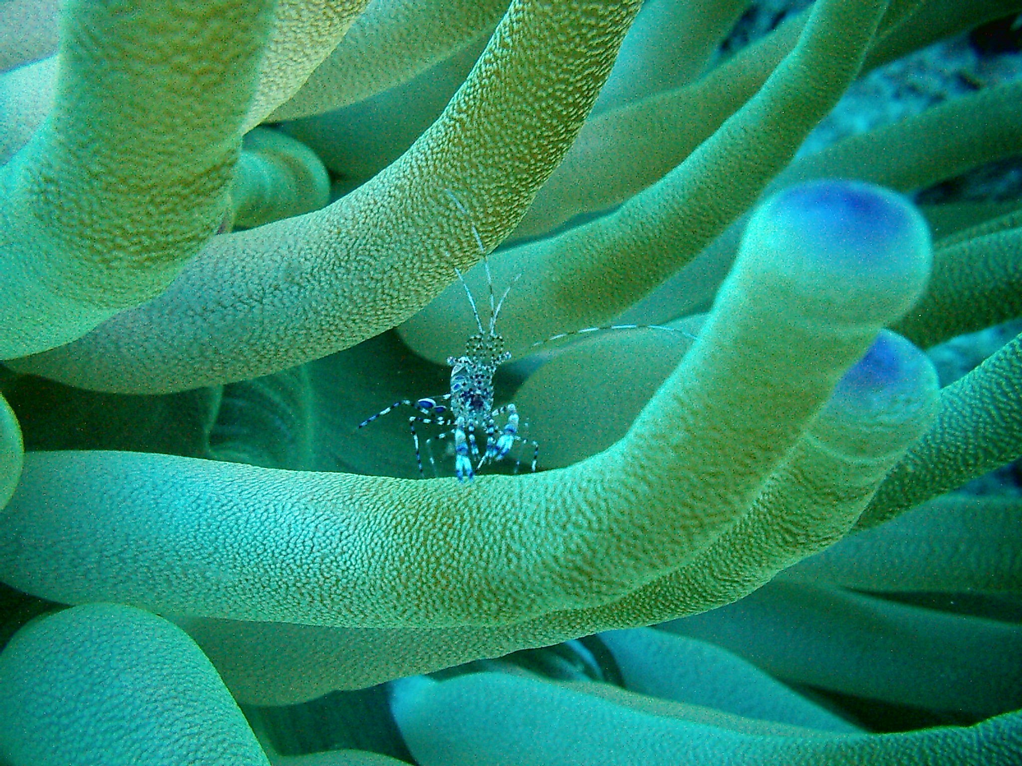 Anemone & Pederson Shrimp