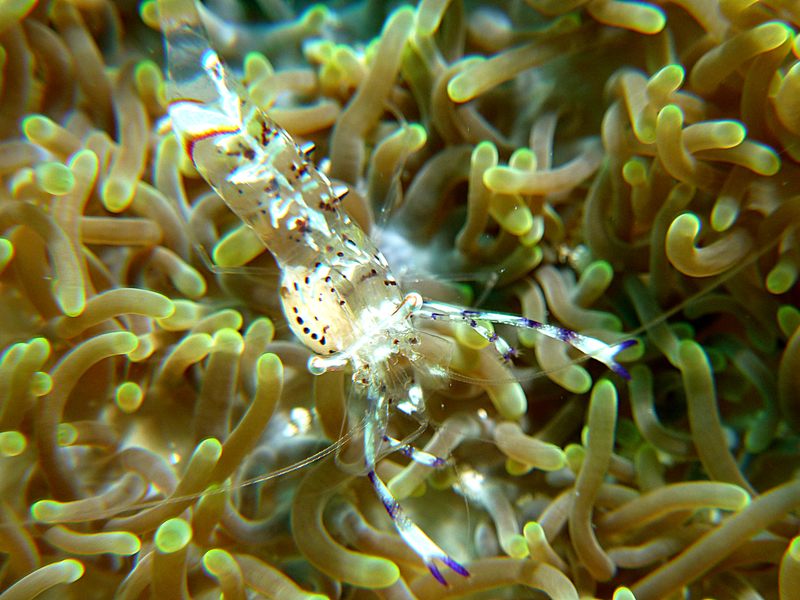Anemone Shrimp: Periclimenes tosaensis (?)