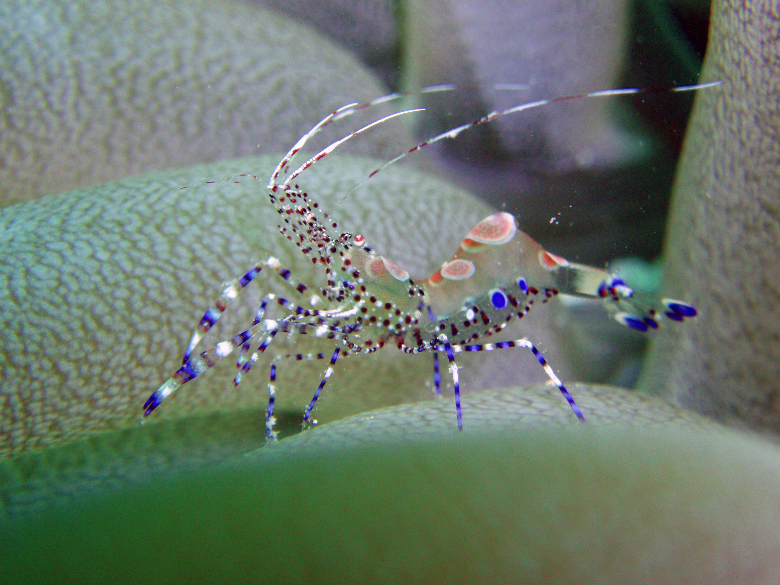 Anemone Shrimp, Roatan So Side