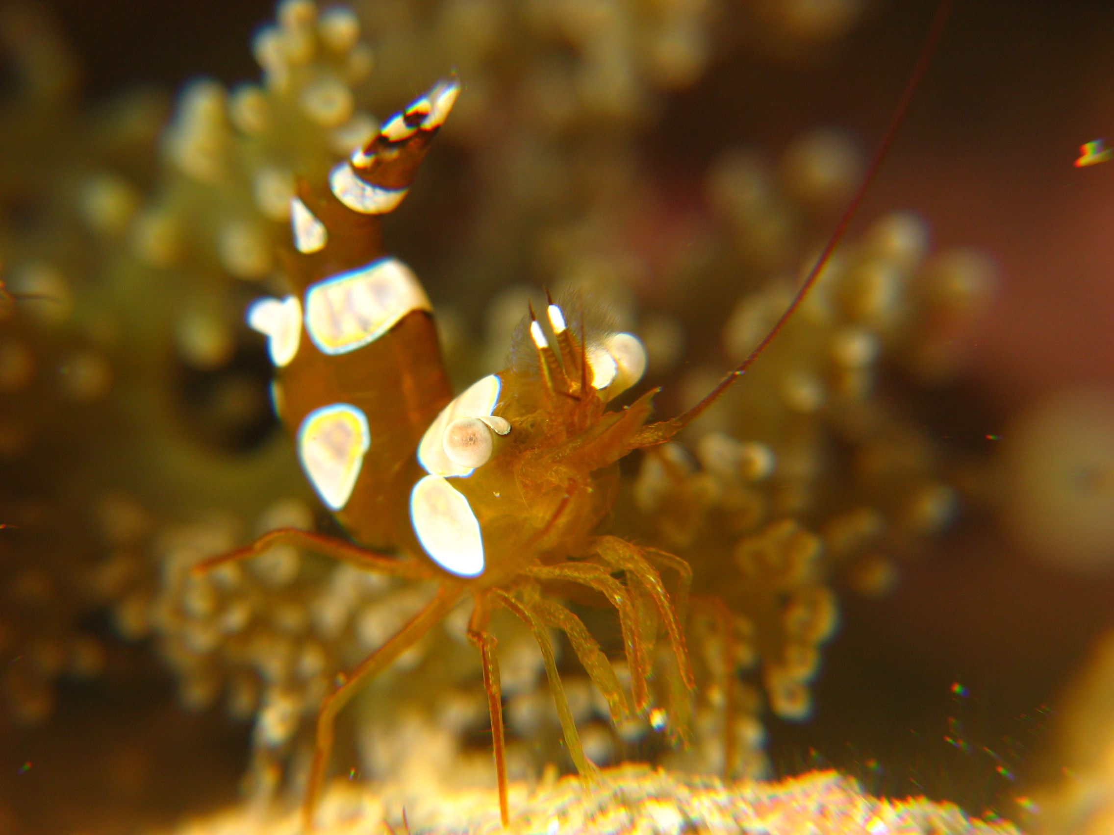 Anemone Shrimp (Thor amboinensis)