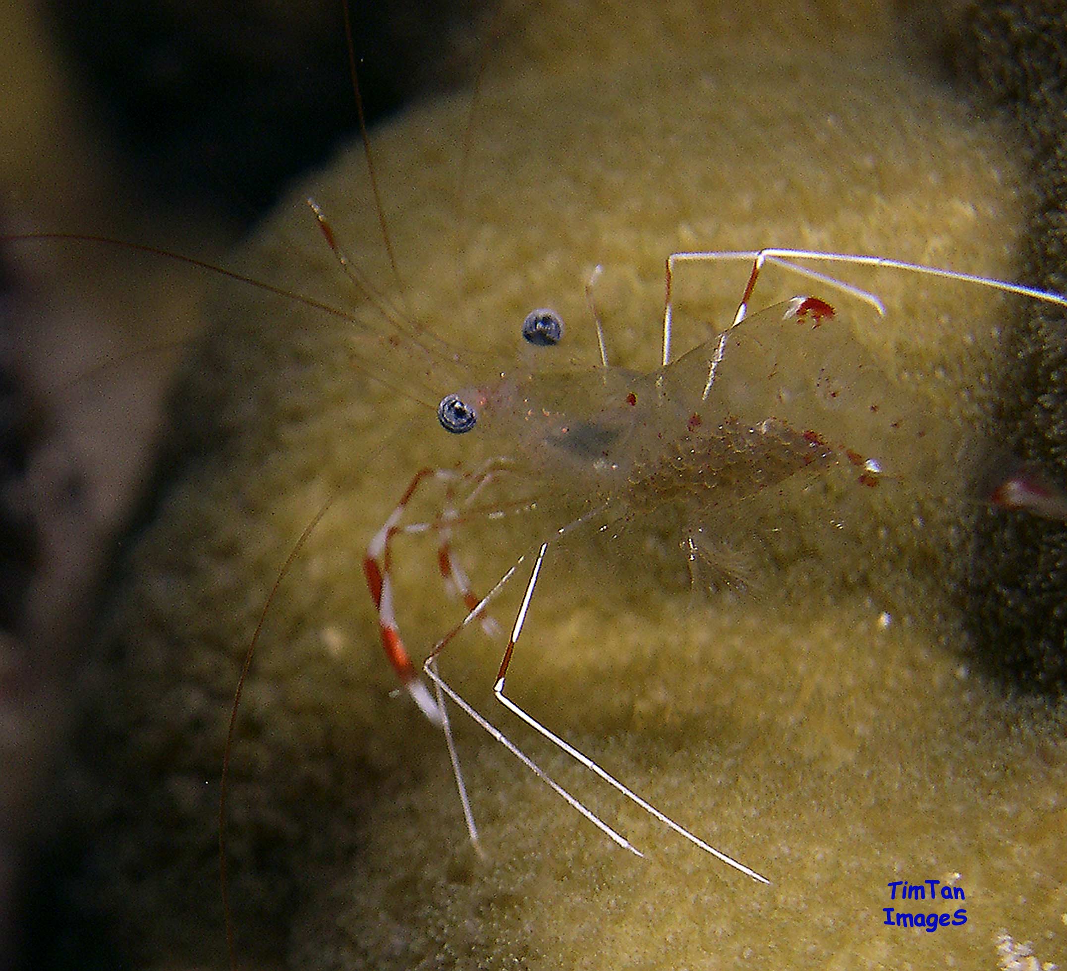 anemone-shrimp-with-eggs