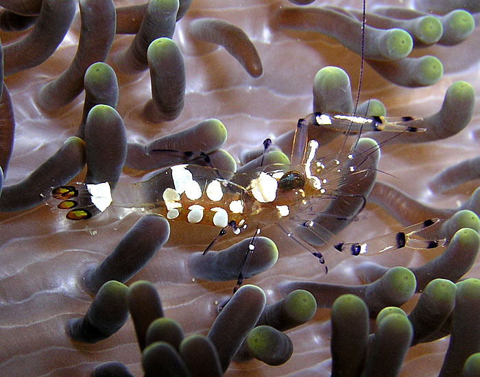 Anemone Shrimp