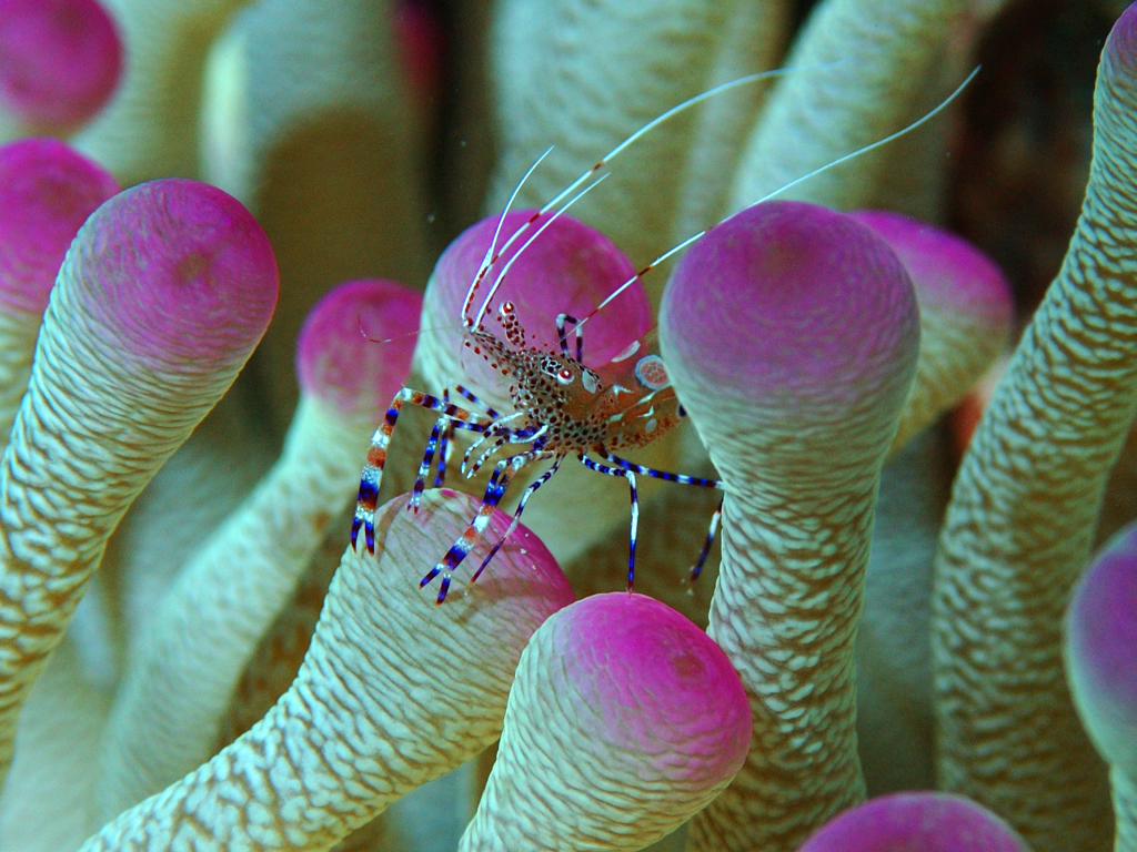 anemone shrimp