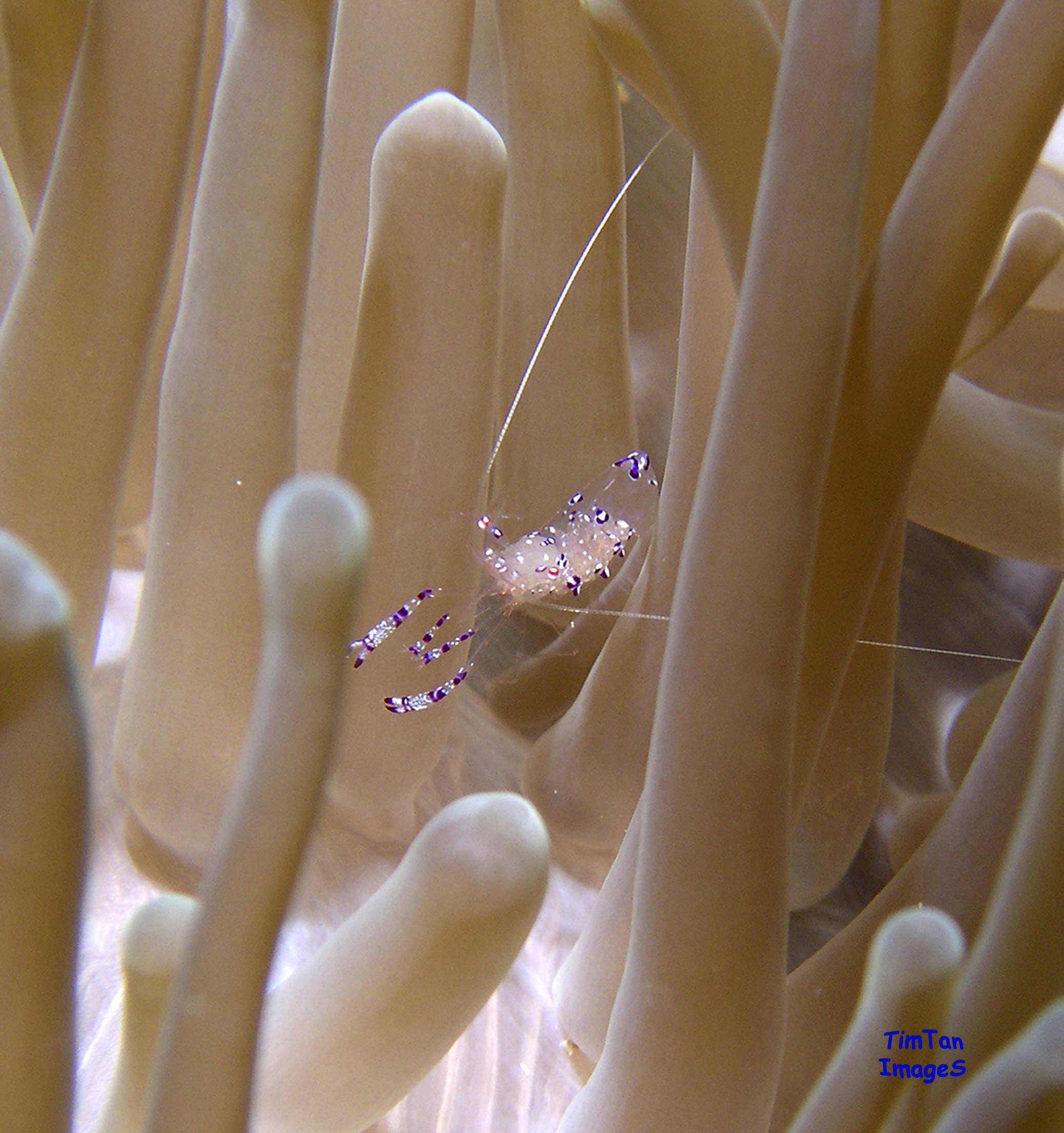 Anemone-Shrimp