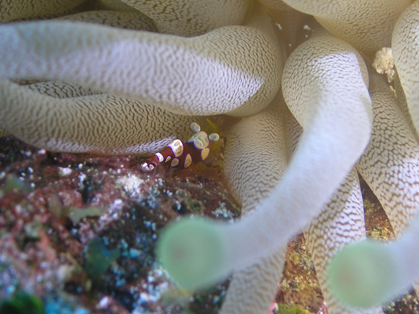 Anemone Shrimp