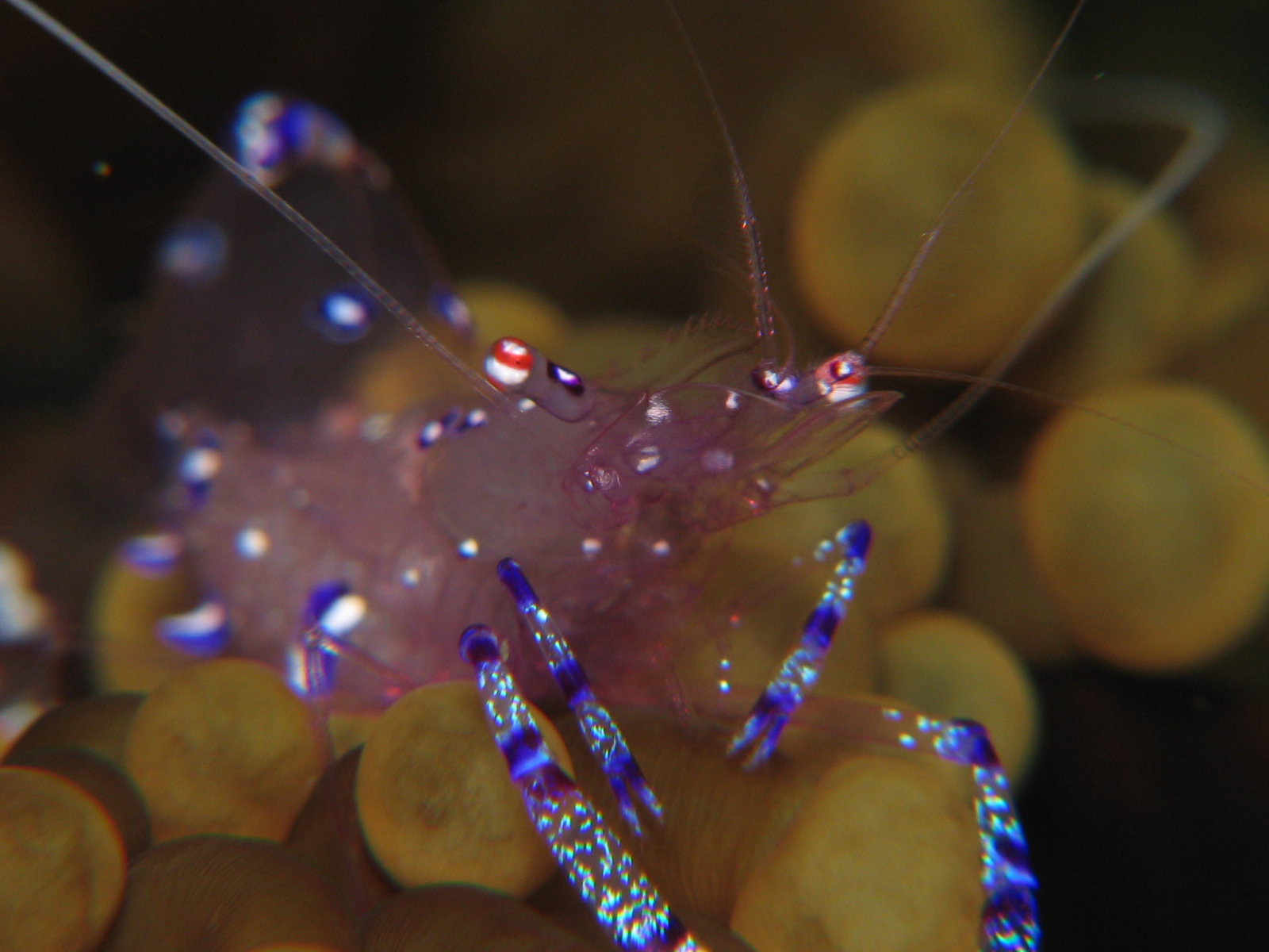 Anemone Shrimp