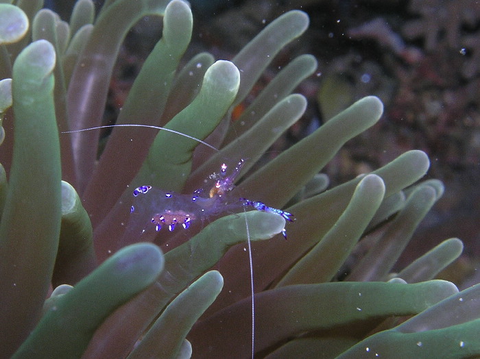 anemone shrimp