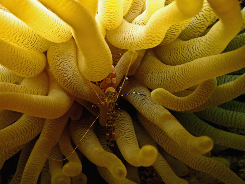 Anemone shrimp