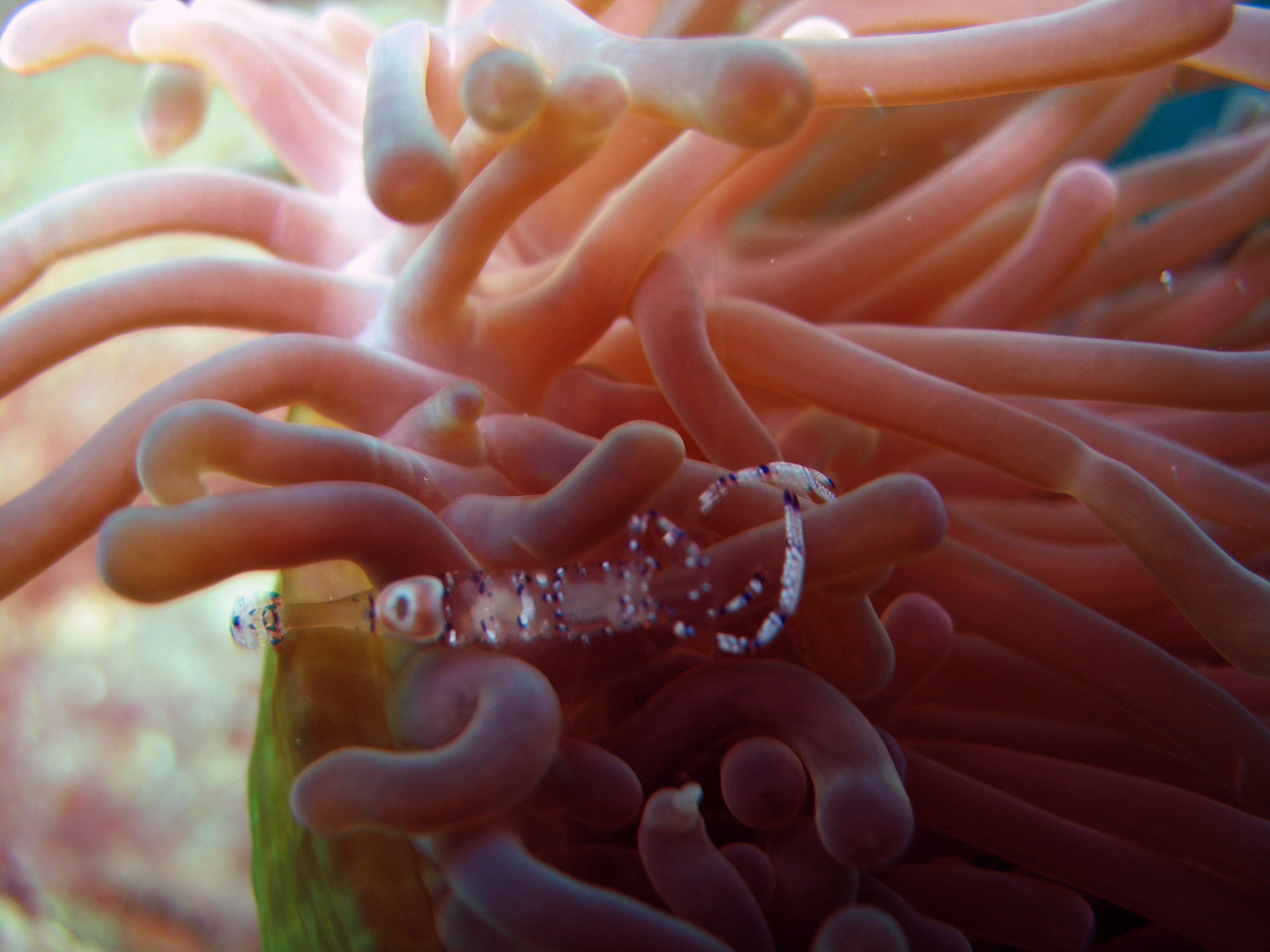 Anemone Shrimp