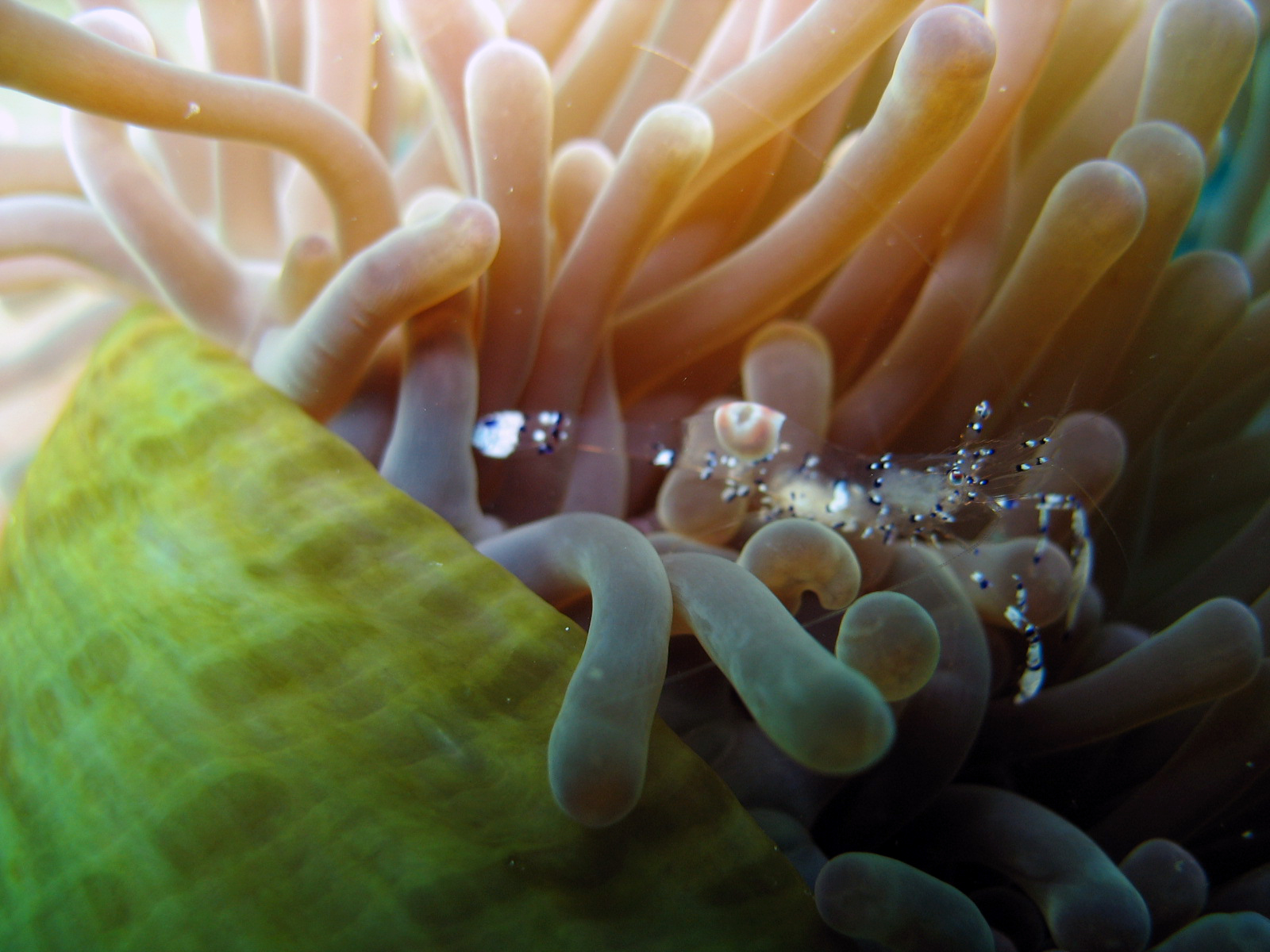 Anemone Shrimp