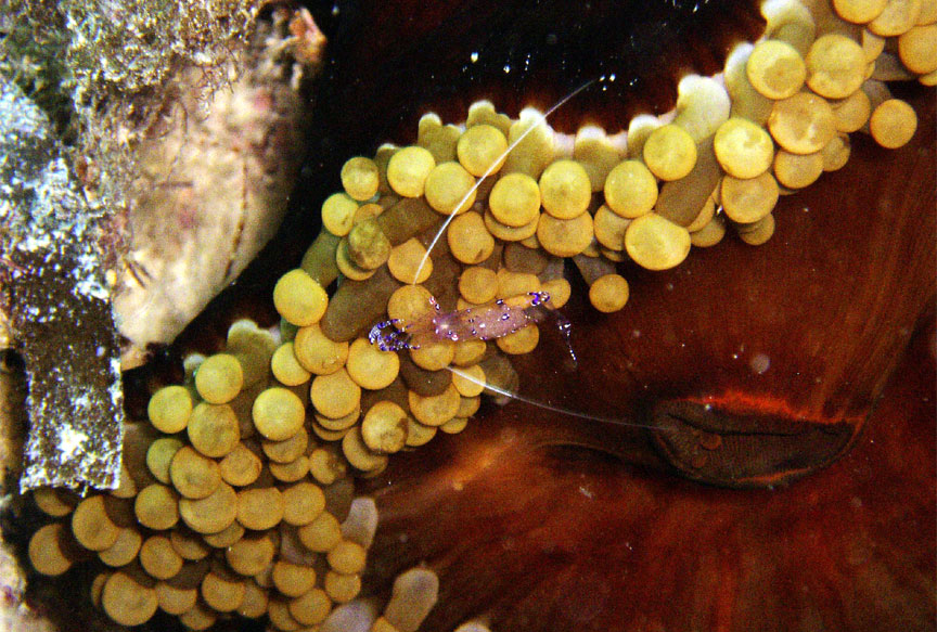 Anemone Shrimp