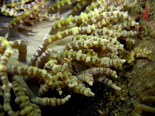 Anemone shrimp