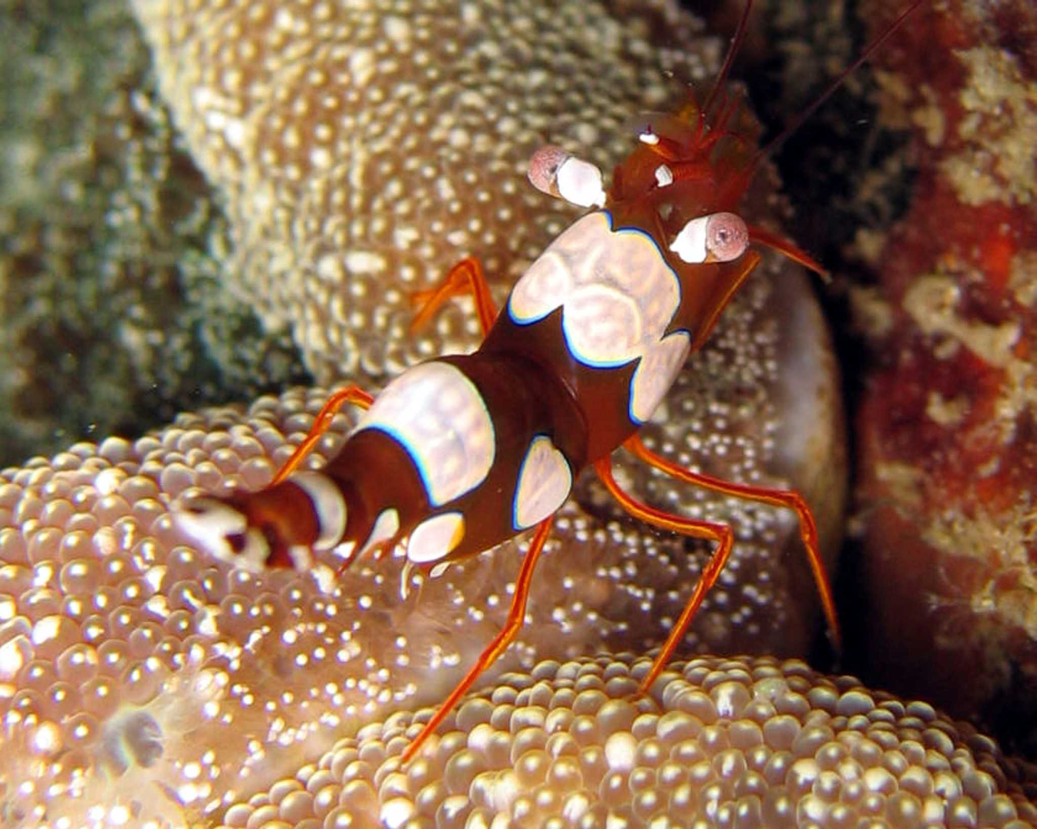 Anemone shrimp