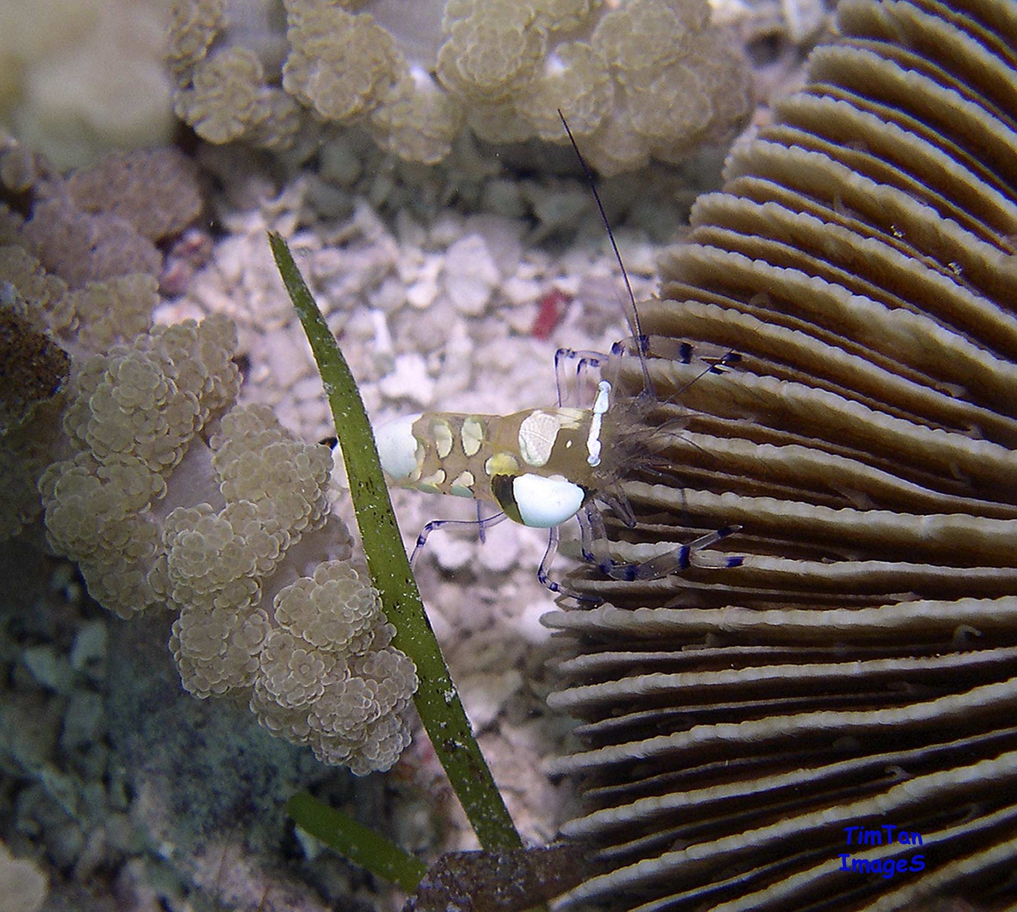 anemone-shrimp4