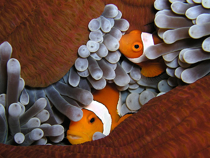 Anemone Snuggling