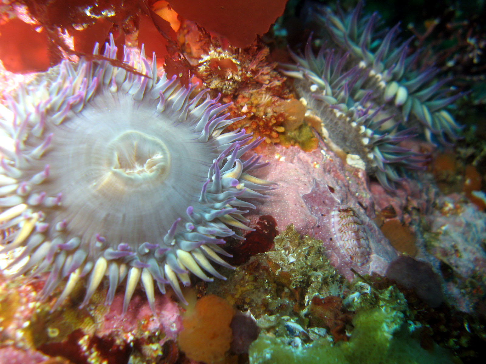 Anemone with Lined Chiton