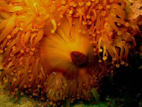 Anemone with Shrimps