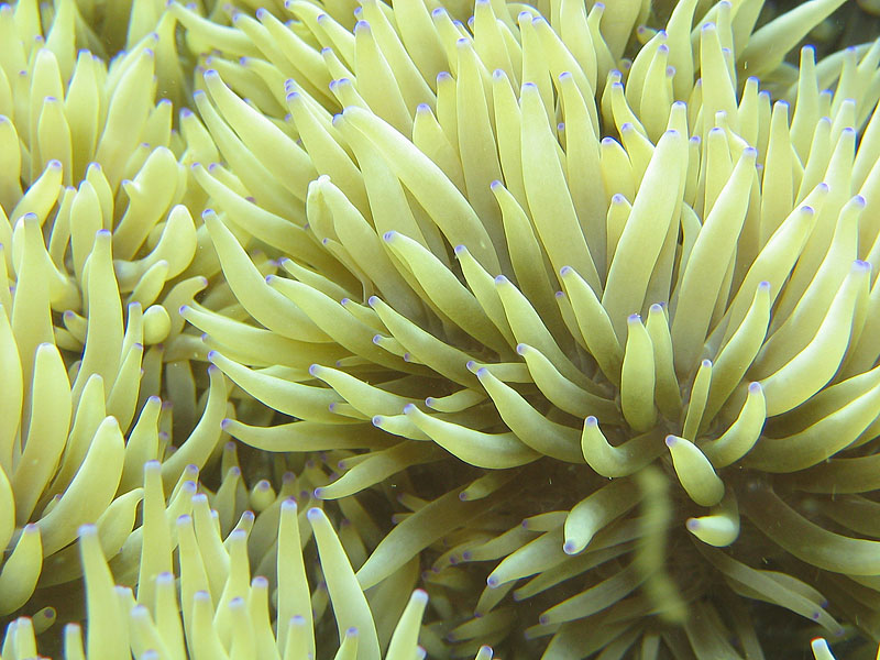 anemone