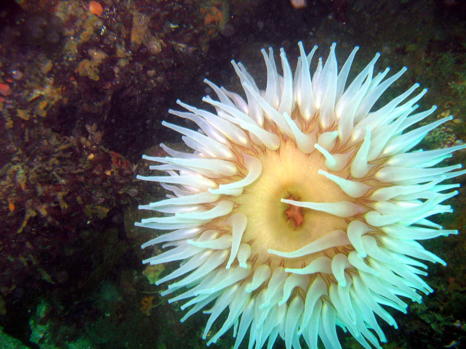 Anemone